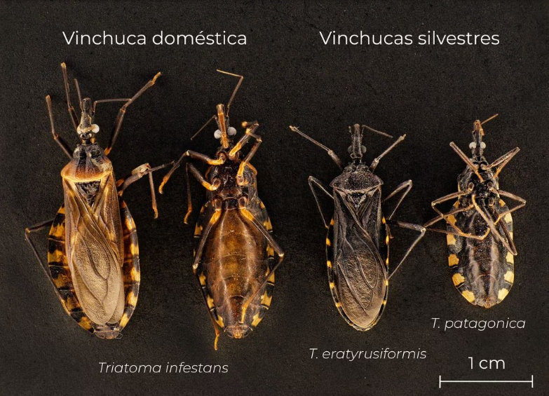 Vinchuca Insecto ¿Chagas en Mendoza? La insistencia de las vinchucas | CONICET Me